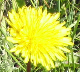 Picture of Dandelion