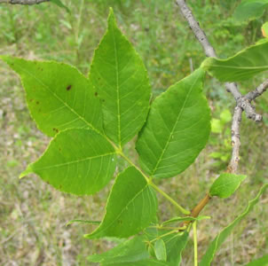 Picture of Green ash