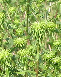 Picture of Gumweed