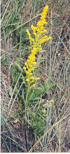 Picture of Low goldenrod