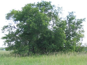 Picture of Manitoba maple