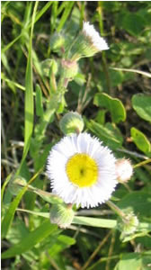 Picture of Philadelphia fleabane