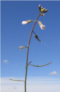 Picture of purple rock cress