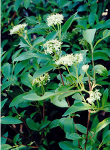 Picture of Red-osier dogwood