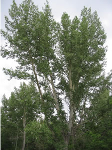 Picture of Trembling aspen