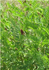 Picture of Two-grooved milk-vetch