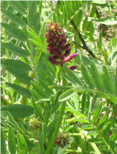 Picture of Two-grooved milk-vetch