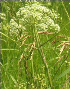 Picture of Water-parsnip