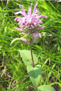 Picture of Wild bergamot