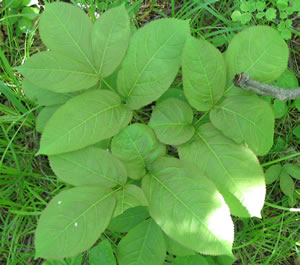 Picture of Wild sarsaparilla