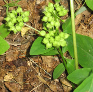 Picture of Wild sarsaparilla