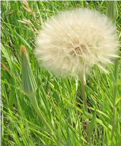 Picture of Yellow goat's-beard