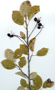 Plant press of Black-fruited chokecherry