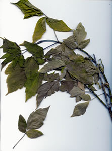 Plant press of Manitoba maple