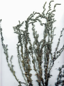 Plant press of Pasture sage