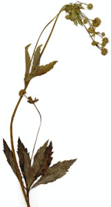 Plant press of Snakeroot