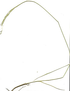Plant press of Western wheatgrass