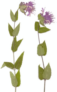 Plant press of Wild bergamot